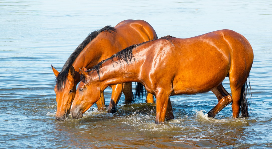 The Importance of Hydration for Racehorses