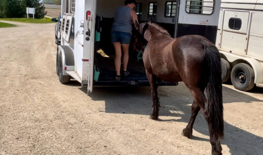 The Impact of Transport on Horse Health